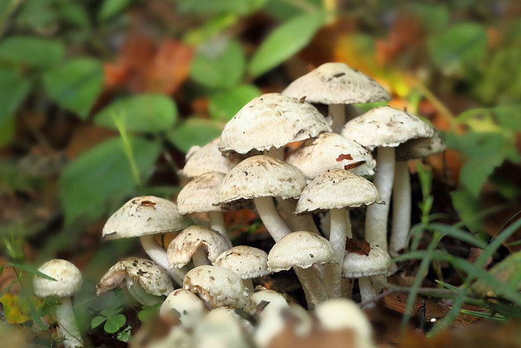 Psathyrelle cotonneuse - Psathyrella cotonea.JPG