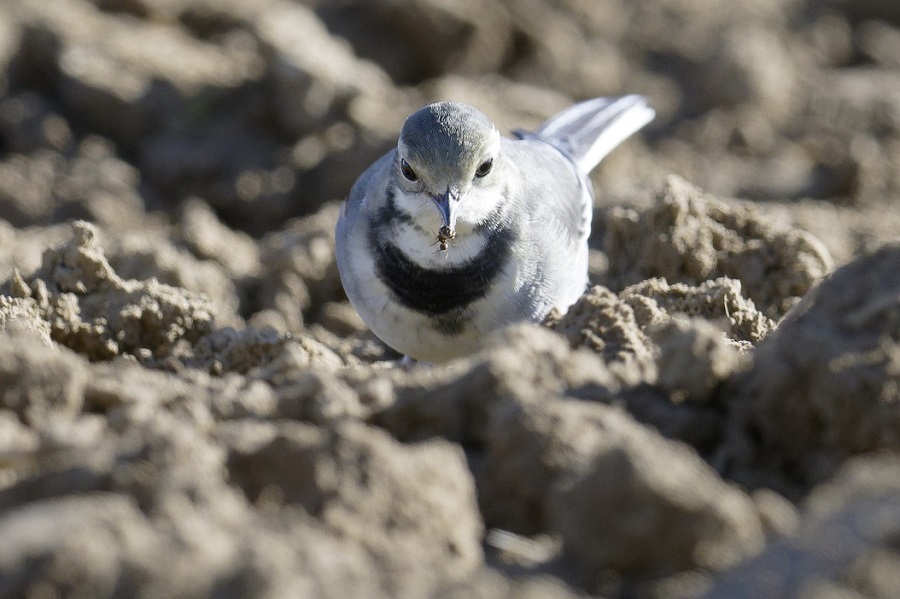 _DSC4341_DxO - Copie.jpg