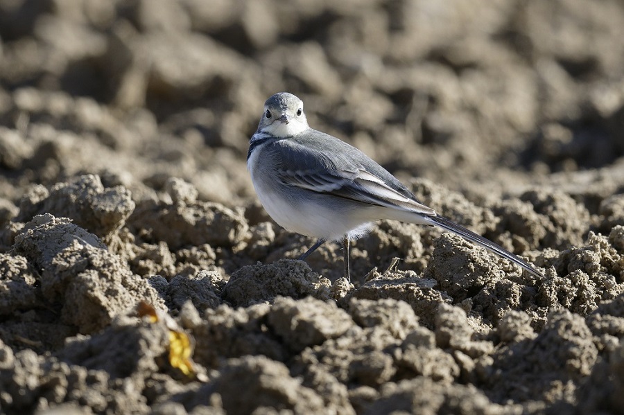 _DSC4412_DxO - Copie.jpg