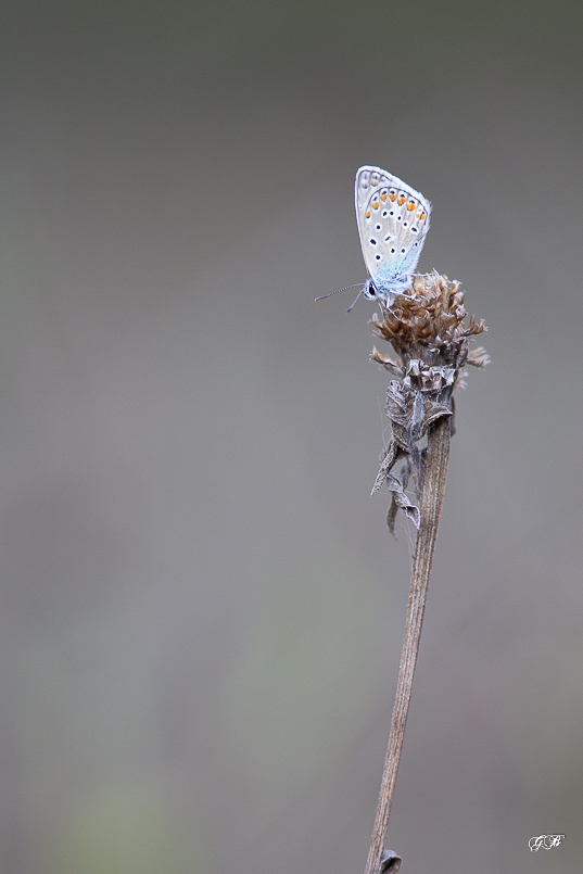 Azuré commun ou Azuré de la Bugrane ou Argus Bleu (Polyommatus icarus)-5.jpg