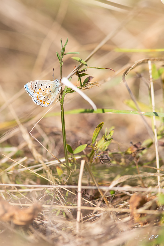 Collier de corail (Aricia agestis )-8.jpg