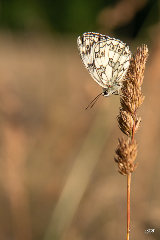 Demi-deuil (Melanargia galathea)-118.jpg