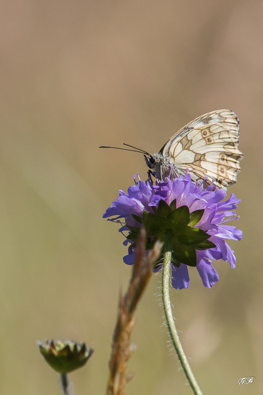 Demi-deuil (Melanargia galathea)-127.jpg