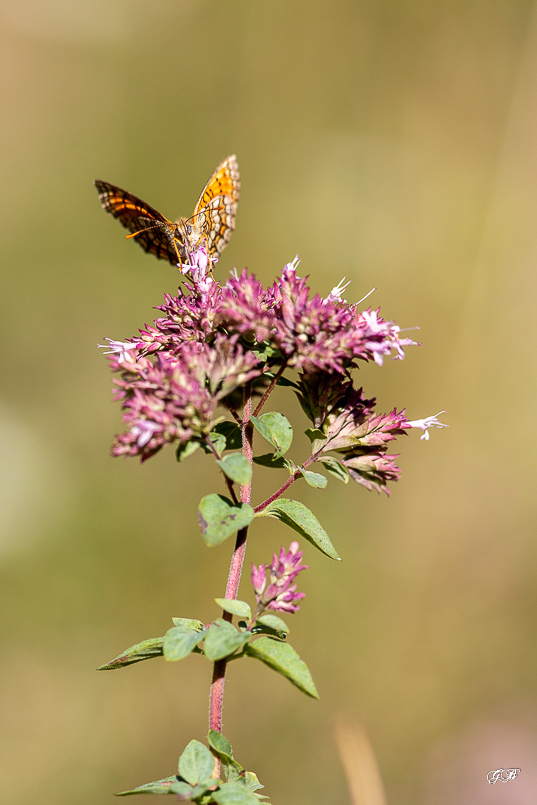 Mélitée du plantain ou Déesse à ceinturons ou Damier du plantain (Melitaea cinxia)-27.jpg