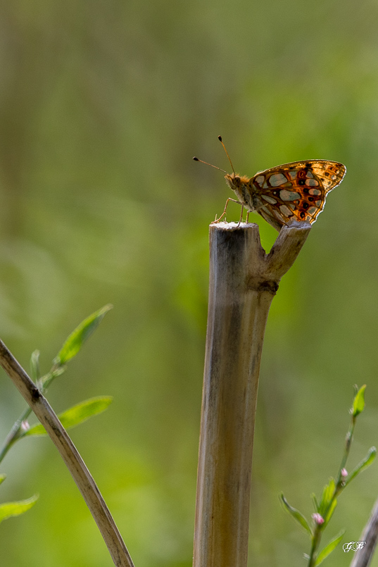 Petit nacré (Issoria lathonia)-1.jpg