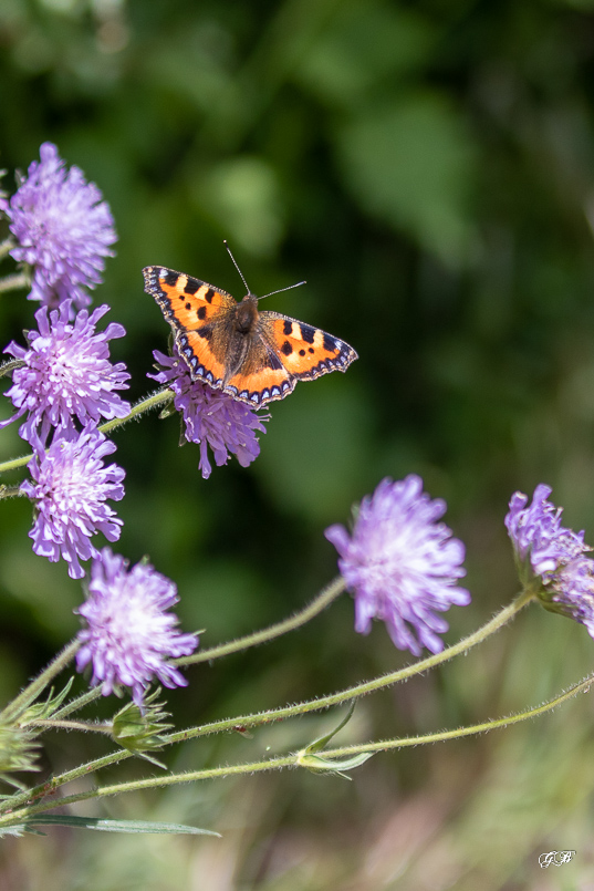 Petite tortue ou Papillon de l'ortie (Aglais urticae)-6.jpg