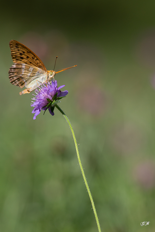 Tabac d'Espagne (Argynnis paphia)-6.jpg