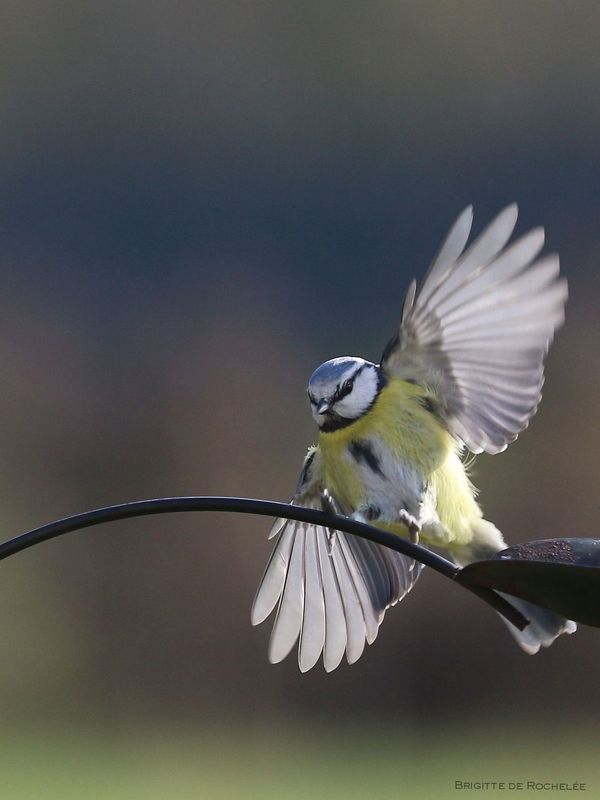 mésange bleue en volR.jpg