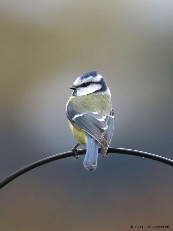 mésange bleueR.jpg