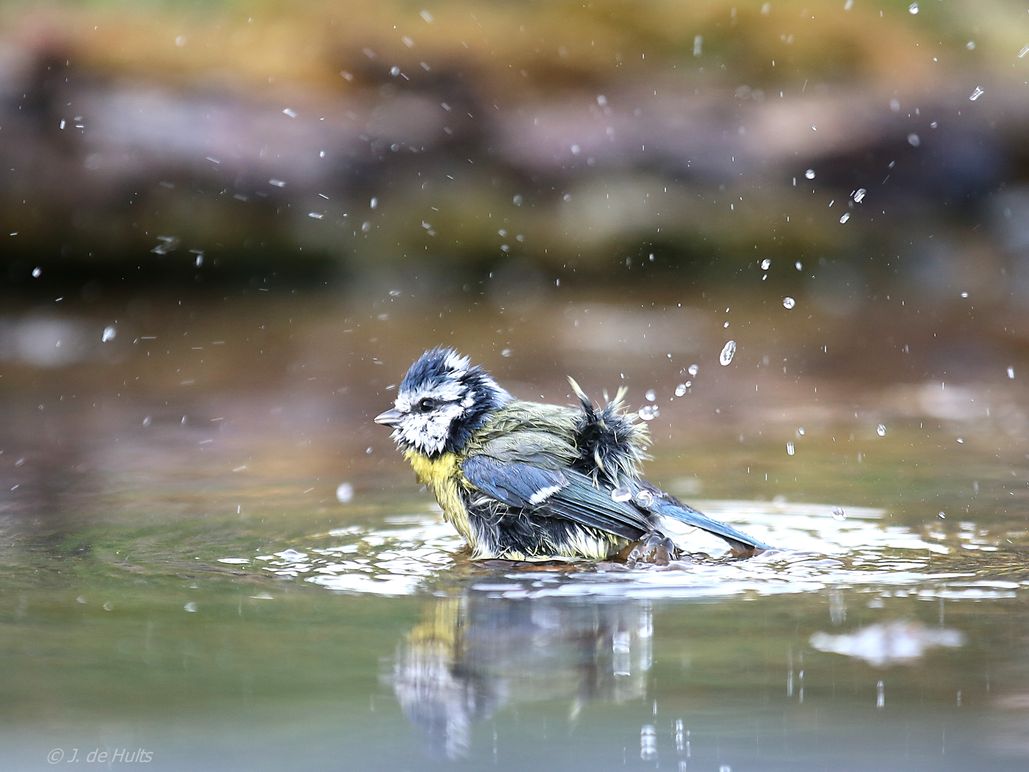 mésange bleue au bain-R.jpg