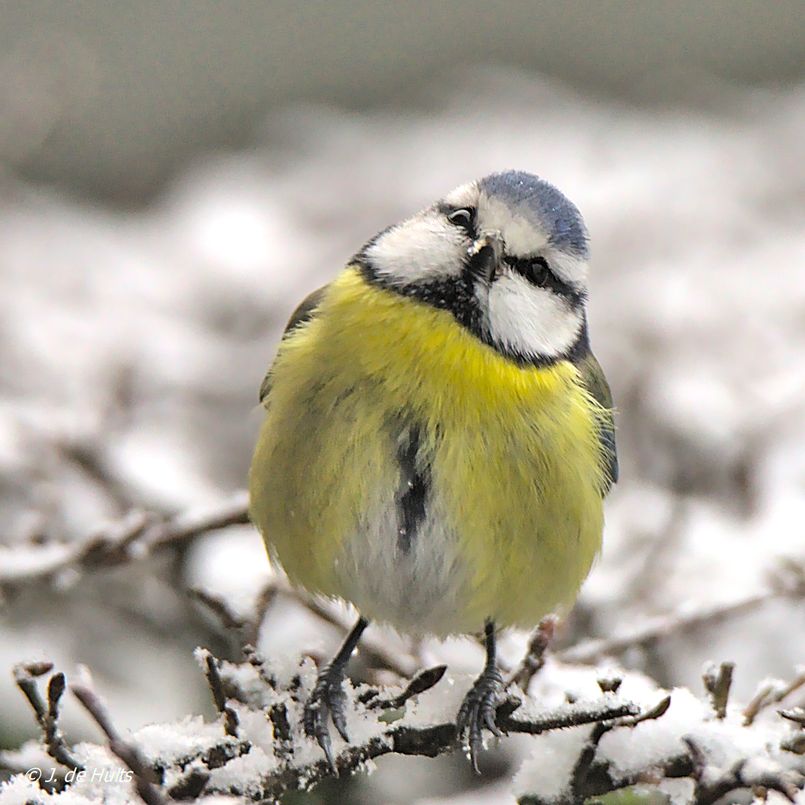 mésange dans neige-R.jpg