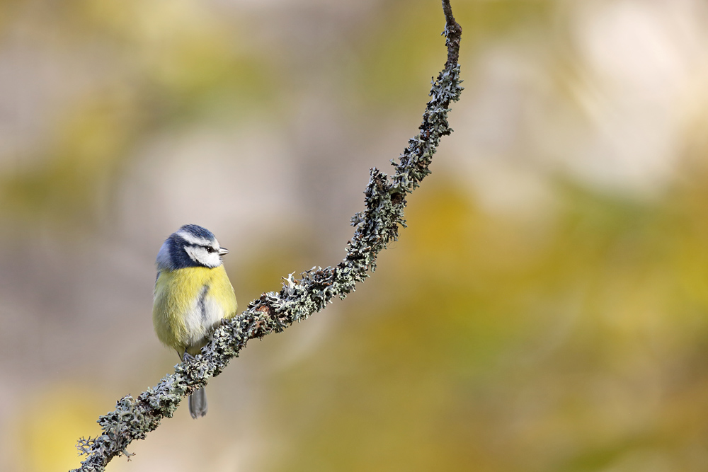 mesangebleue9969-web.jpg