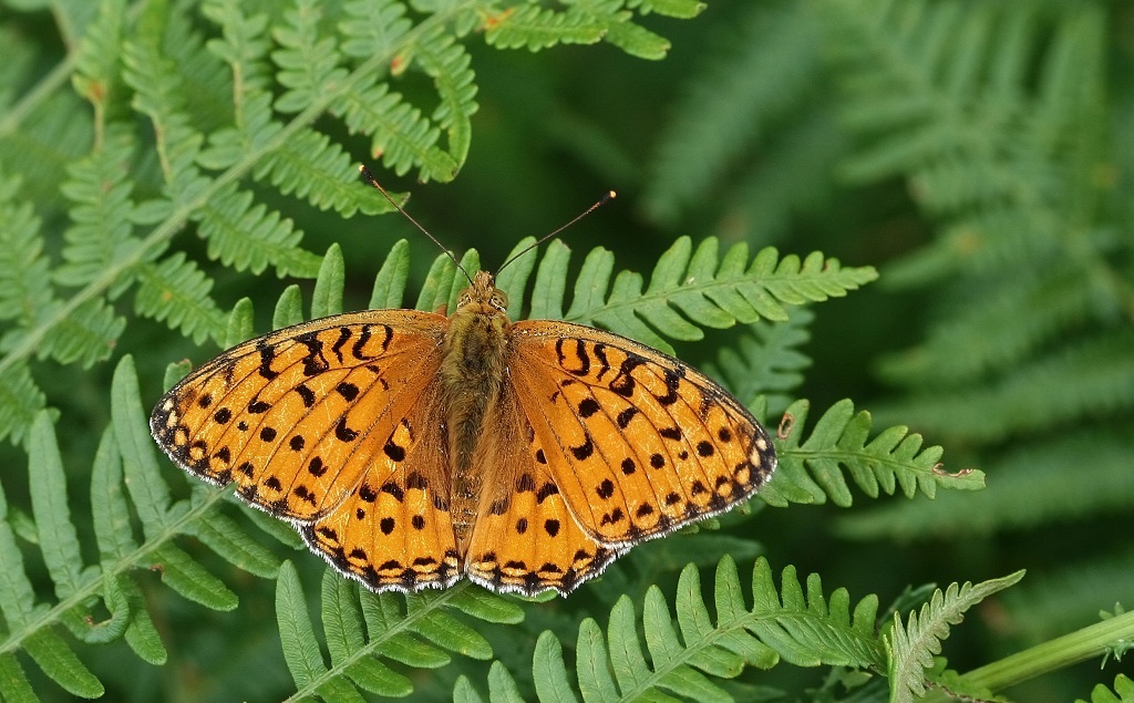 1 IMG_1561X Moyen nacré Argynnis adippe.JPG