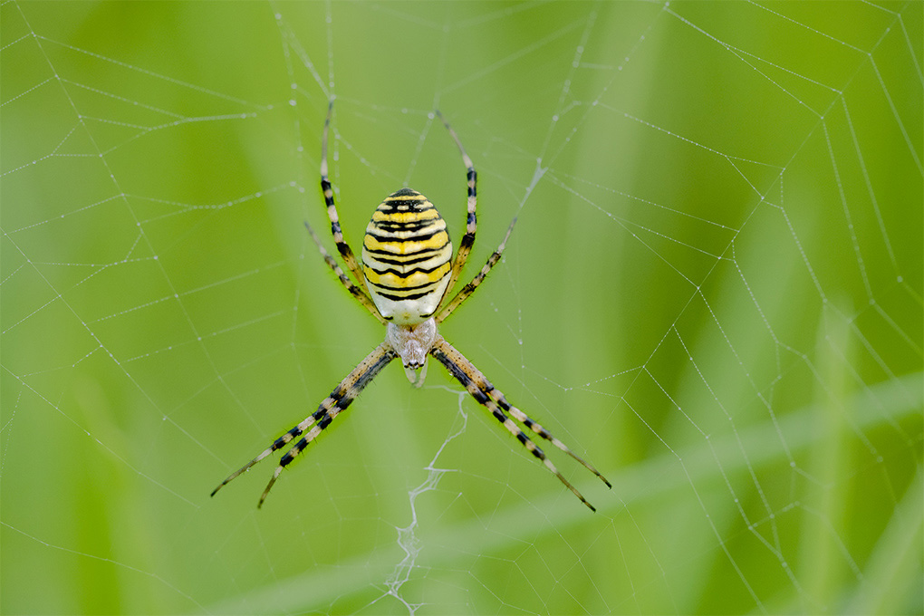 Argiope Frelon 1.jpg