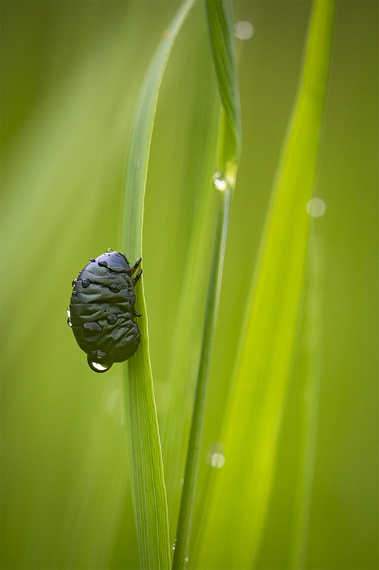 bidules 1.jpg