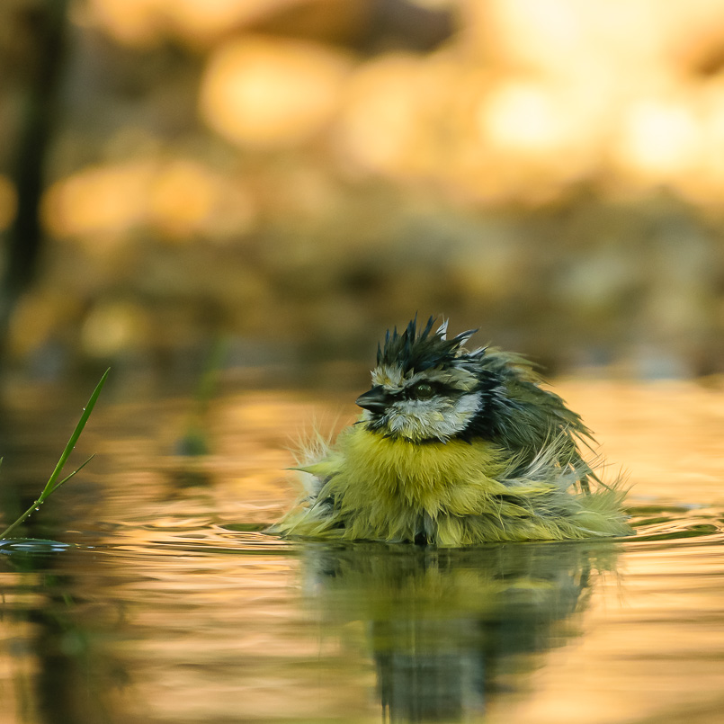 mesange bleue au bain.jpg