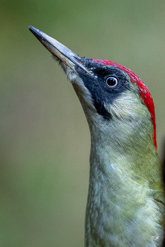 Pic Vert (Picus viridis) - Eurasian Green Woodpecker-244.jpg