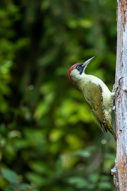 Pic Vert (Picus viridis) - Eurasian Green Woodpecker-248.jpg