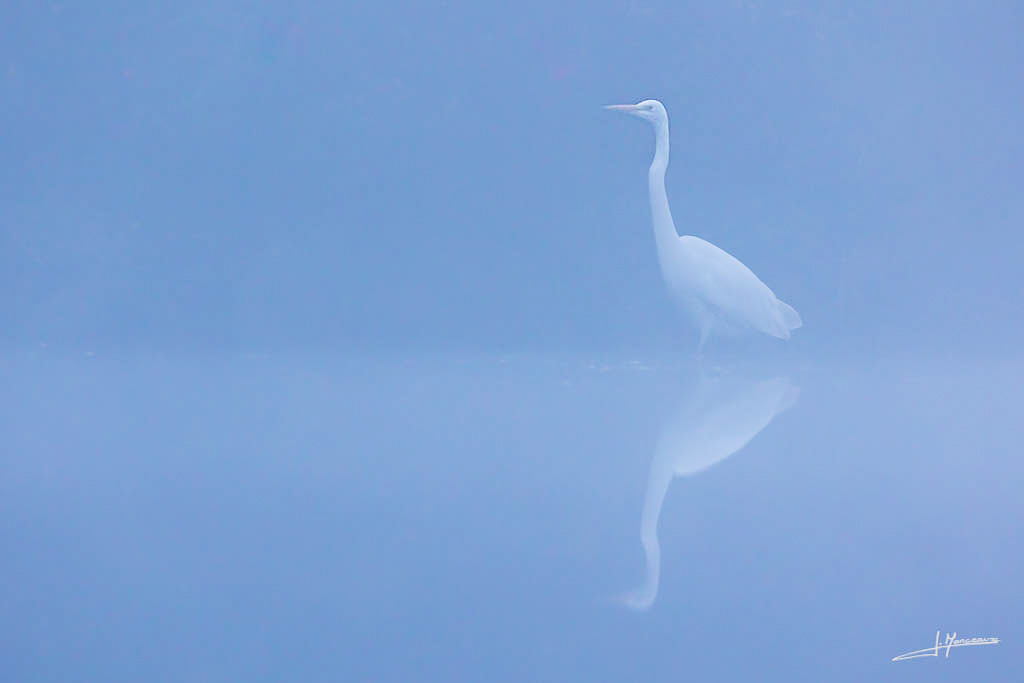 2021-11 grande aigrette 004.jpg