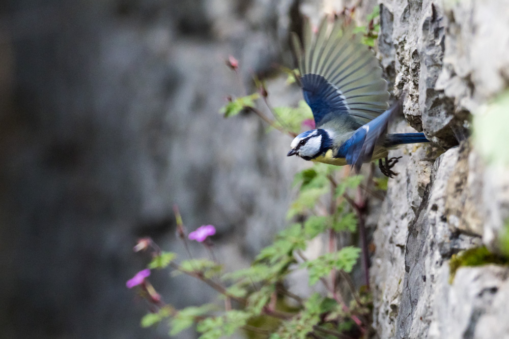 Mésange bleue _I.jpg