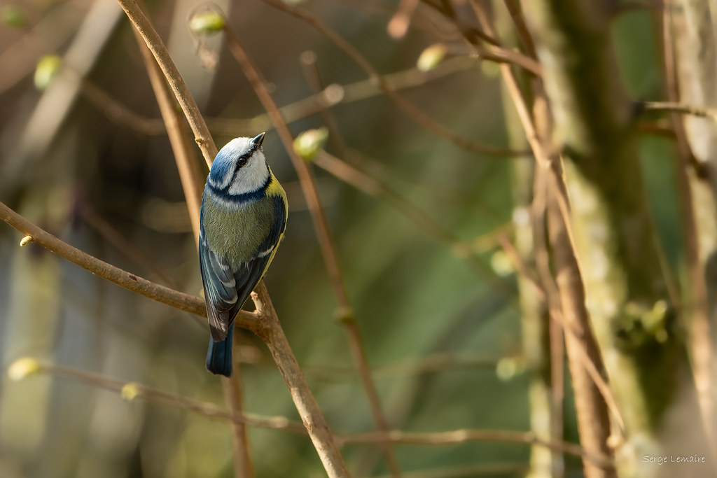 Mésange bleue 2.jpg