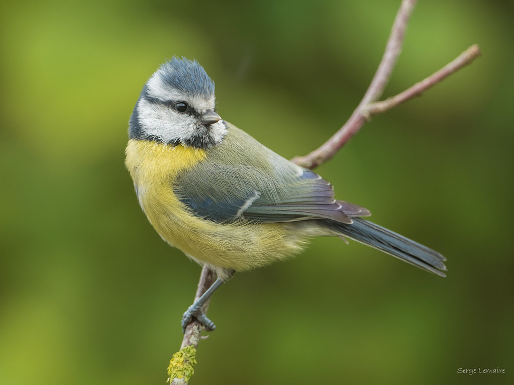 Mésange bleue 1.jpg