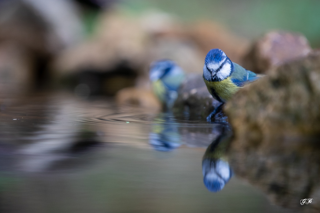 Mésange bleue (Parus caeruleus) European blue Tit-526.jpg