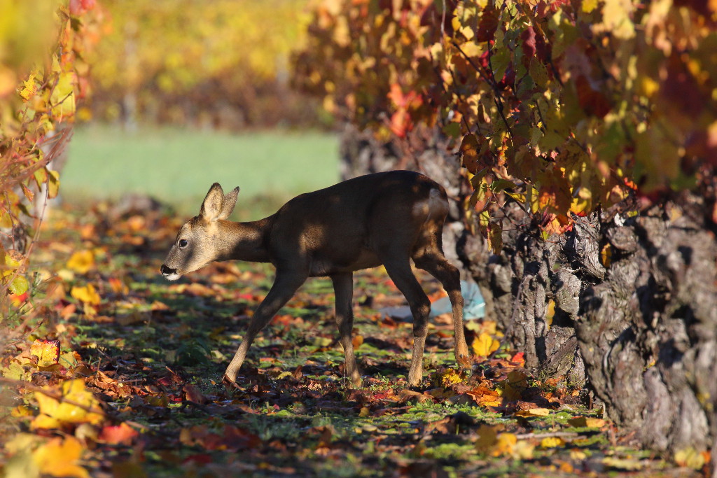 Chevreuil - Capreolus capreolus - Roe Deer 19 I&N.JPG