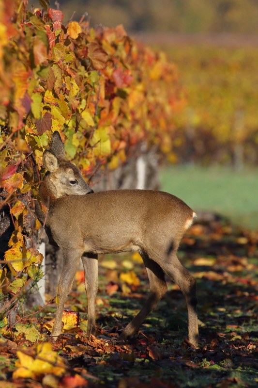 Chevreuil - Capreolus capreolus - Roe Deer 17 I&N.JPG