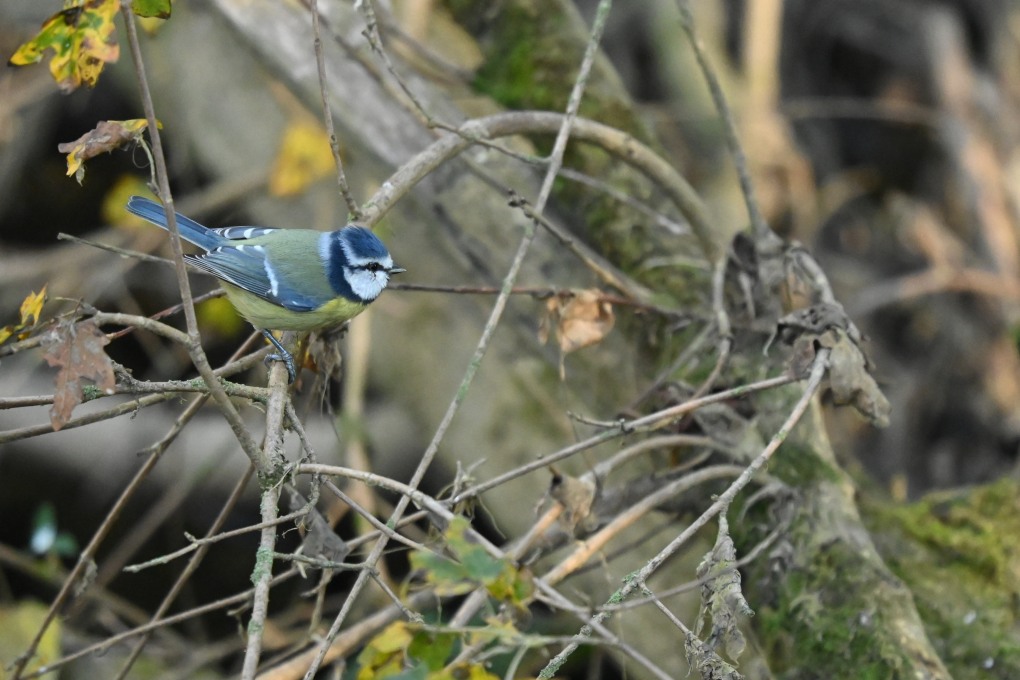 DSC_2233-ois-mes-bleue-red.JPG