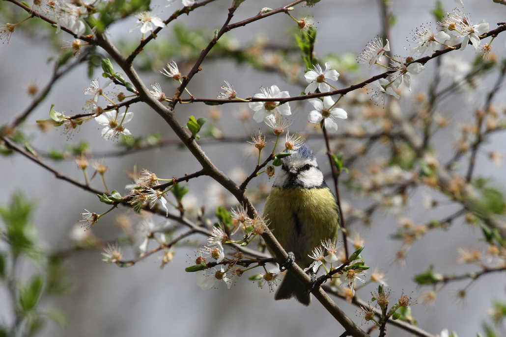 Mésange-bleue.jpg