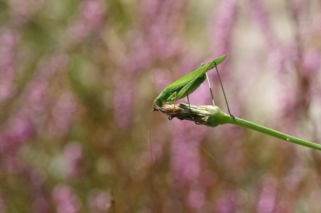 1 IMG_067X Phaneroptera falcata Phaneroptère porte-faux.JPG