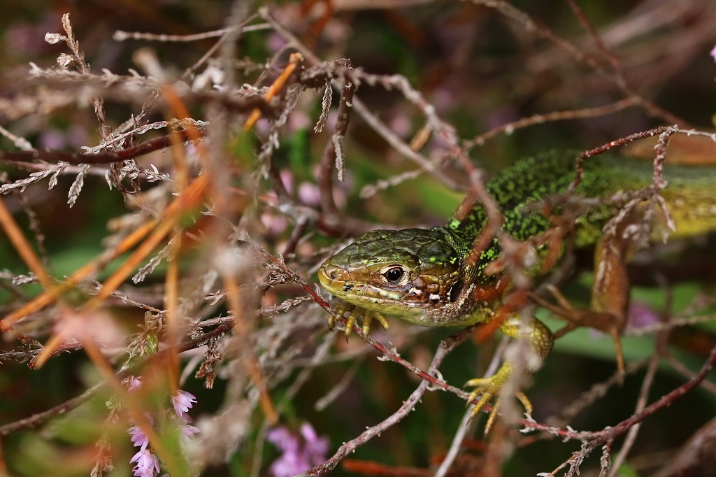 7 IMG_6722X Lacerta sp.JPG