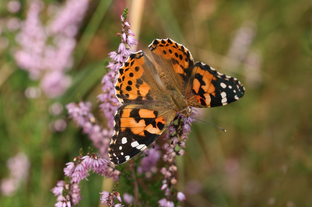 12 IMG_8337X Vanessa cardui Belle dDame.JPG