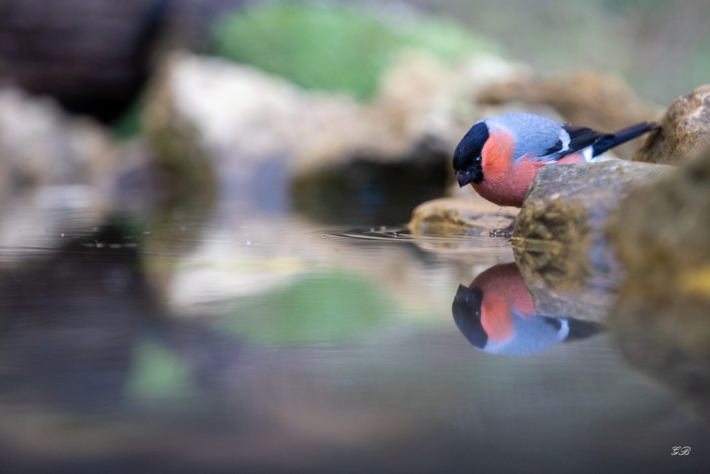 Bouvreuil Pivoine (Pyrrhula pyrrula) Eurasian bullfinch-113.jpg