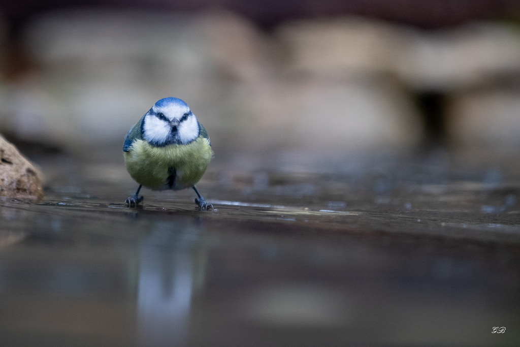 Mésange bleue (Parus caeruleus) European blue Tit-535.jpg