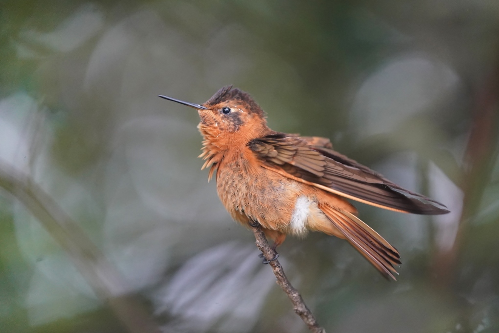 9Colibri étincelant- Yanaco.JPG