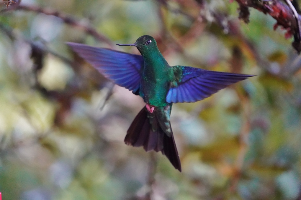 10Colibri à ailes saphir-Yana.JPG