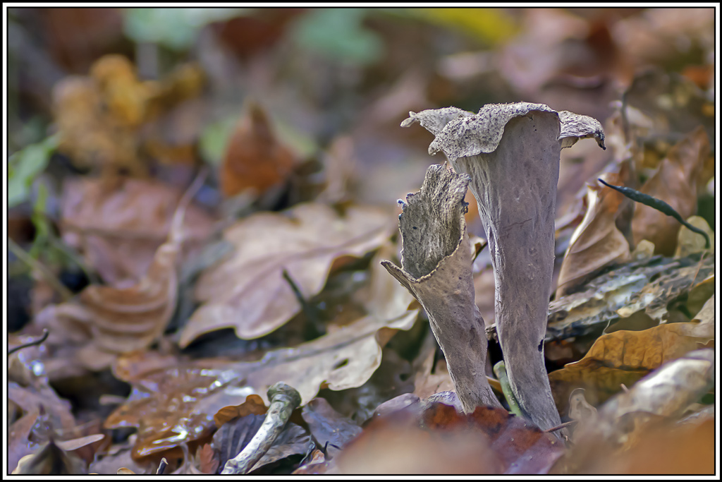 champignon(465_468).jpg