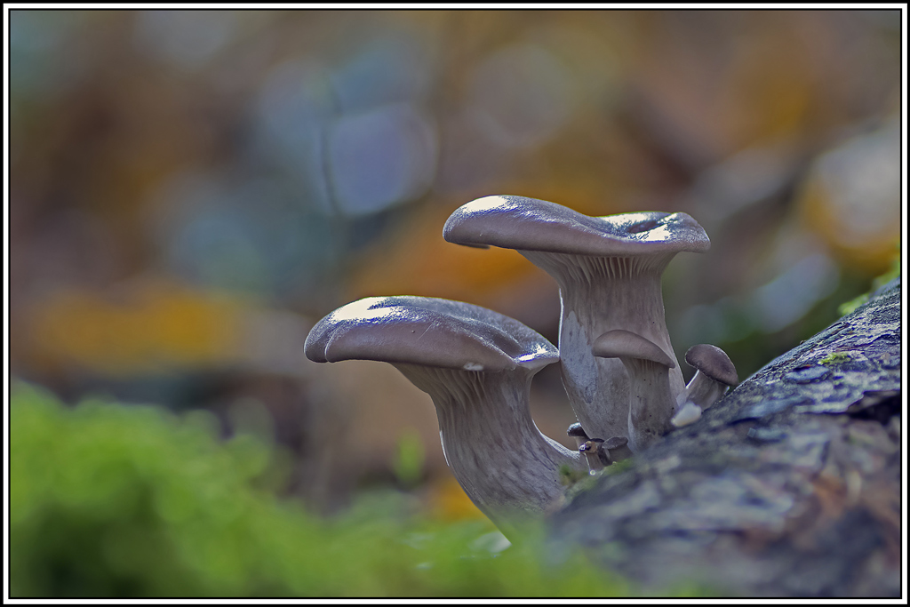 champignon(469_472).jpg