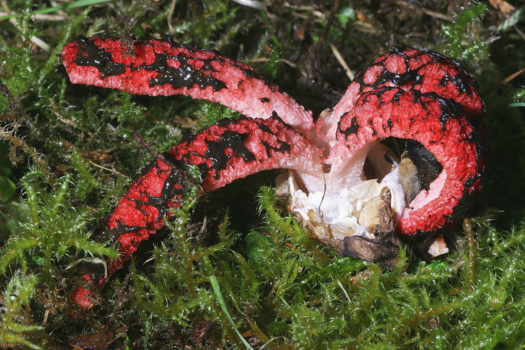 Clathrus archeri ( Anthurus d'Archer ) éclsion 5  J Rivière.jpg