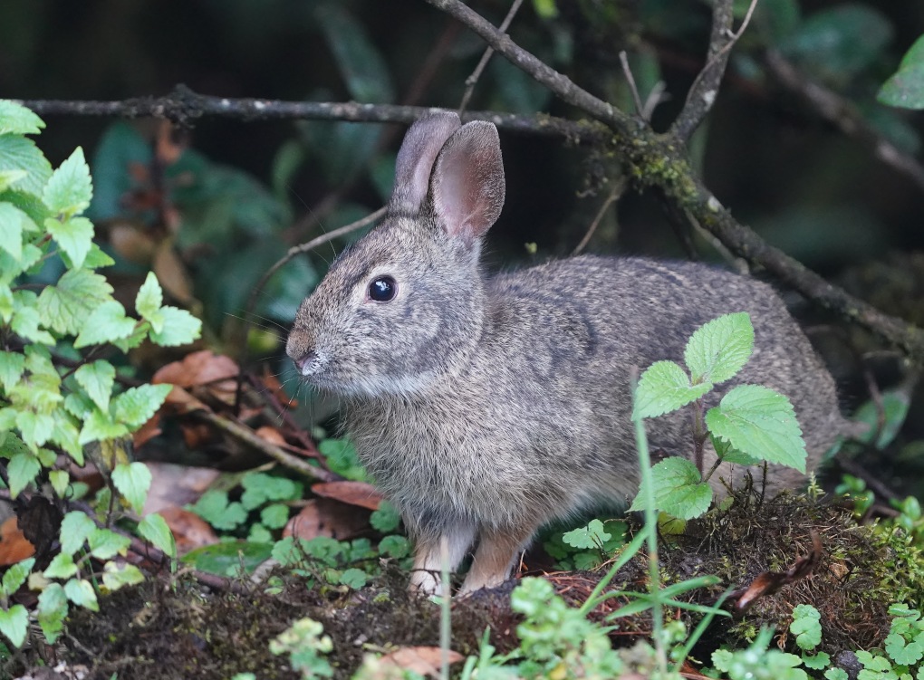 13Lapin des Andes.JPG