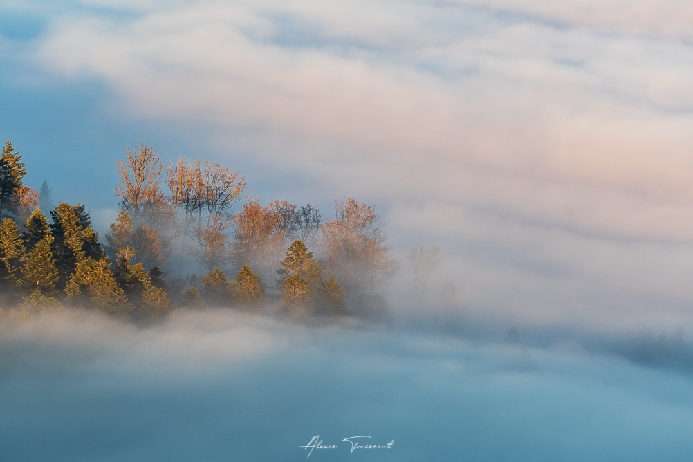 Brouillard forêt I&N.jpg
