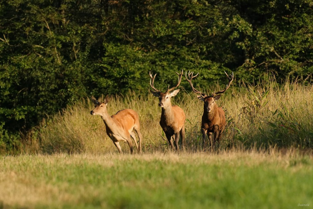 Chasse gardée _DxO 1020 .jpg