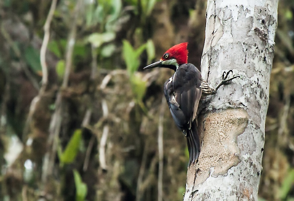 41Pic de Guayaquil - Milpe.jpg