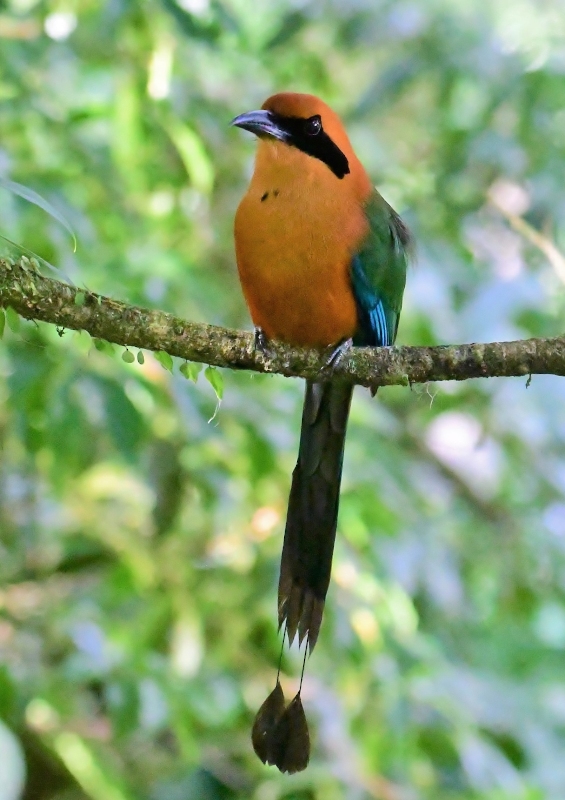 45Motmot roux - Milpe.jpg