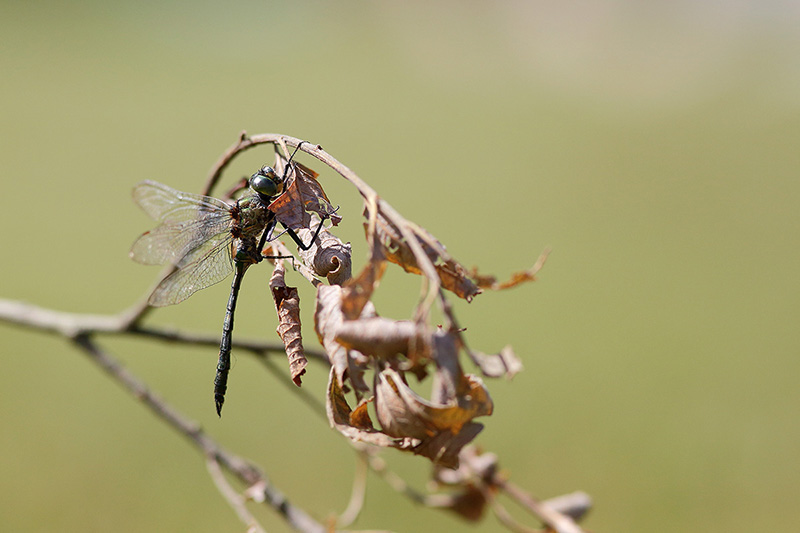 Chlorocordulie metallica_15-08-18_24.JPG