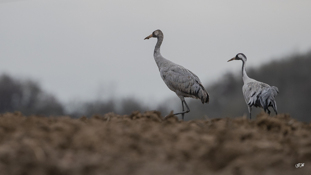 B-FEVRIER Grue Cendrée (Grus grus) Common Crane-108.jpg