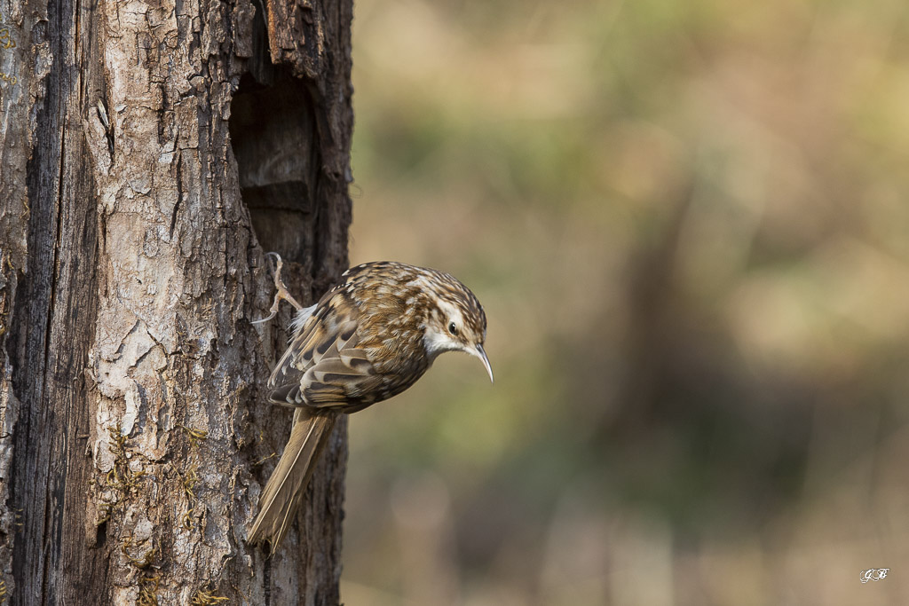 C-MARS Grimpereau des Bois (Certhia familiaris) Eurasian Tree-Creeper-129.jpg