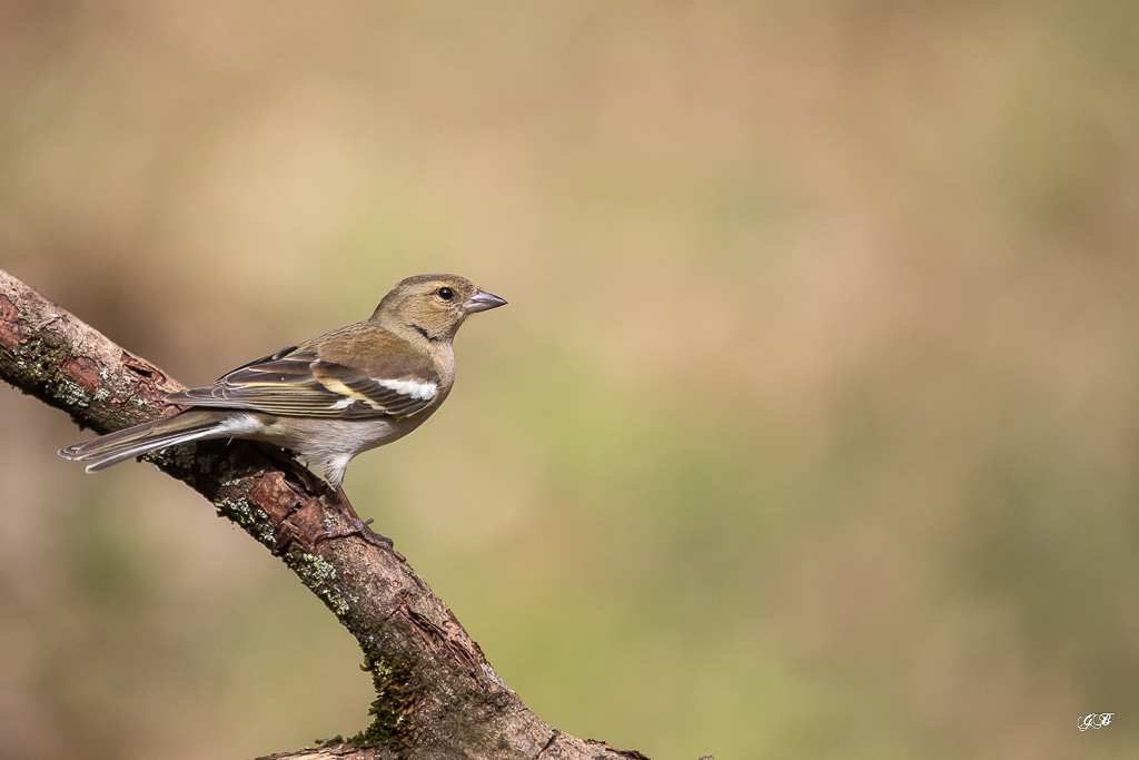 D-AVRIL Pinson des arbres (Fringilla coelebs) Chaffinch-368.jpg